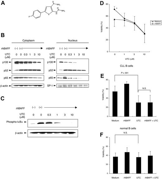 Figure 4. Blocking the canonical NF-κB pathway with IKKβ inhibitor. (A) Chemical structure of the IKKβ inhibitor UTC. (B) CLL cells were preincubated with or without various concentrations of UTC for 1 hour. Cells were cultured with or without rhBAFF (50 ng/mL) for 24 hours, and cytoplasmic and nucleic cell lysates were prepared. Protein content was normalized to 25 μg for the cytoplasmic fraction and to 12.5 μg for the nuclear fraction. MFIR of CLL cells stained for BCMA, TACI, or BR3 was 1.6, 2.5, or 19.8, respectively. UTC inhibited the BAFF-induced nuclear translocation of p65 but not of p52. (C) Total cell lysates of CLL cells were prepared after the same treatment described. UTC inhibited the BAFF-induced phosphorylation of IκBα. (D) CLL cells were cultured with or without rhBAFF (50 ng/mL) and various concentrations of UTC for 48 hours. Results are from experiments performed on leukemia samples from each of 8 patients. The viability of CLL cells cultured with rhBAFF was significantly higher than that of CLL cells cultured in medium alone (*P < .01; Bonferroni t test). The protective effect of rhBAFF was inhibited by at least 1 μM UTC. (E) CLL cells were cultured with or without rhBAFF (50 ng/mL) and UTC (10 μM) for 48 hours. Results are from experiments performed on leukemia samples from each of 8 patients. The viability of CLL cells cultured with UTC was significantly lower than that of CLL cells cultured in medium alone (P < .001; Bonferroni t test). The capacity of BAFF to promote leukemia cell survival was not observed when the CLL cells were cultured with UTC. (F) Isolated normal B cells of healthy donors were cultured with or without rhBAFF (50 ng/mL) and UTC (10 μM) for 48 hours. Results are from studies performed on samples from each of 8 donors. No significant difference was observed in the viabilities of normal B cells cultured with or without UTC. (D-F) Error bars indicate SEM.