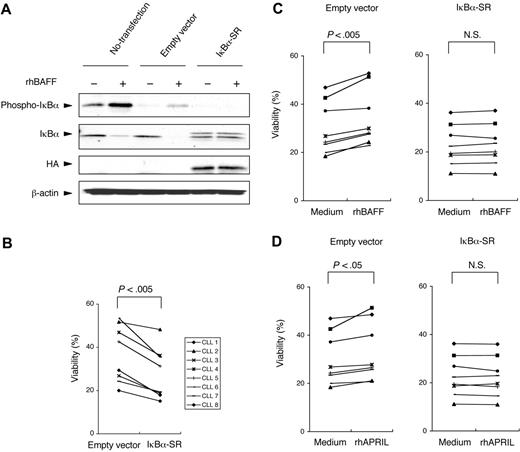 Figure 5. Blocking activation of the canonical NF-κB pathway through the transfection of IκBα-SR. (A) HA-tagged IκBα-SR (S32A/S36A) or empty pcDNA3 vector was transfected into CLL cells through nucleofection. Twenty-four hours after transfection, the cells were cultured in serum-free medium for 3 hours and then were stimulated with rhBAFF (50 ng/mL) for 30 minutes, and total cell lysates were prepared for immunoblot analysis. MFIR of CLL cells stained for BCMA, TACI, or BR3 was 8.2, 7.0, or 20.8, respectively. Phosphorylation and degradation of IκBα were seen in nontransfected CLL cells and empty vector–transfected CLL cells when these cells were stimulated with rhBAFF. On the other hand, phosphorylation of IκBα was not seen in IκBα-SR–transfected CLL cells. High levels of IκBα were seen in CLL cells transfected with IκBα-SR that were not affected by stimulation with rhBAFF. (B) Samples from each of 8 CLL patients were split and then transfected with an empty control vector or with IκBα-SR. This graph presents the viability of each CLL sample 24 hours after transfection. For each patient sample, the IκBα–SR–transfected CLL cells underwent apoptosis more readily than did control CLL cells transfected with the empty control vector 24 hours after transfection (P < .005; Student paired t test). (C-D) CLL cells were transfected with the empty control vector or with IκBα-SR. Four hours after transfection, the cells were cultured with or without rhBAFF (50 ng/mL) or rhAPRIL (500 ng/mL) for 24 hours. In empty control vector–transfected cells, the viability of CLL cells cultured in medium with rhBAFF or rhAPRIL was significantly higher than that of CLL cells cultured in medium alone (P < .005, P < .05, respectively; Student paired t test). The survival of IκBα–SR transfected cells could not be enhanced by rhBAFF or rhAPRIL.