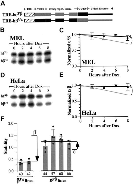 Figure 5. The stability of hϵ-globin mRNA is dictated by determinants within its 3′ UTR. (A) Structures of doxycycline-conditional genes encoding hϵ- and hβ-globin mRNAs with reciprocal exchange of their 3′UTRs. TRE-hϵ3′β and TRE-hβ3′ϵ are identical to parental TRE-hϵ and TRE-hβ except for nucleotide-specific reciprocal exchange of their 3′UTRs. Structural elements derived from the hϵ- and hβ-globin genes are indicated in gray and black, respectively. The tTA-responsive TRE transcriptional control element is diagonally shaded. (B) Representative transcriptional chase analysis of chimeric globin mRNAs in erythroid cells. tTA-expressing MEL cells were cotransfected with TRE-hϵ3′β and TRE-hβ3′ϵ, and RNAs collected at defined intervals after doxycycline exposure were assessed by a 2-probe RNase protection method. Linearity controls have been cropped to preserve image clarity. (C) hϵ3′β and hβ3′ϵ are equally stable in erythroid MEL cells. The study described in panel B was performed in triplicate. The hϵ3′β/hβ3′ϵ band intensities at defined intervals after doxycycline exposure were determined by PhosphorImager densitometry and average values plotted. The relative stabilities of the parental hϵ/hβ mRNAs have been reproduced from Figure 1 for comparison (gray line). Error bars indicate 1 SD. (D) Representative transcriptional chase analysis of chimeric hϵ/hβ-globin mRNAs in nonerythroid cells. tTA-expressing HeLa cells that were cotransfected with TRE-hϵ3′β and TRE-hβ3′ϵ were analyzed as described in panel B. (E) The hϵ3′β-globin and hβ3′ϵ-globin mRNAs are equally stable in nonerythroid HeLa cells. The study described in panel D was performed in triplicate and average band intensities plotted. A gray line indicates the relative stabilities of the parental hϵ/hβ mRNAs previously established in Figure 1. Error bars indicate 1 SD. (F) The relative stabilities of hϵ- and hβ-globin mRNAs in intact erythroid cells in vivo are dependent on elements within their 3′UTRs. The stabilities of hϵ3′β-globin and hβ3′ϵ-globin mRNAs were determined in 3 or more mice from each of 2 hβ3′ϵ and 4 hϵ3′β transgenic mouse lines (identified at bottom) using marrow-reticulocyte analysis. Vertical arrows indicate the difference between the average stabilities of the chimeric mRNAs (arrowhead) and the stabilities of hβ- and hϵ-globin mRNAs containing their native 3′UTRs (arrow tail).