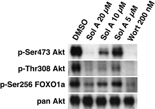 Figure 5. Phospho-Akt and phospho-FOXO1a immunoblot. AdFKHR-infected 786-O cells were treated with DMSO, wortmannin, or solenopsin in decreasing concentrations. Solenopsin, like wortmannin, reduces phospho-Ser473 Akt, phospho-Thr308 Akt, and phospho-Ser256 FOXO1a levels.