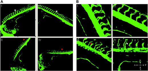 Figure 6. Effect of solenopsin on vascular development in zebrafish. Confocal images of drug-treated embryos shown here are primarily lateral or dorsolateral views of the trunk vasculature of different TG(fli1:EGFP)y1 embryos at 32 hours after fertilization. In both panels (A, 10 ×; B, 25 ×), i and iii represent solenopsin 3–treated embryos while ii and iv represent solenopsin A–treated embryos at 5 and 6 μg/mL, respectively. (A) In i and iii, the primary sprouts from the dorsal aorta and posterior cardinal vein have split at the level of the dorsolateral surface of the neural tube, and branches from adjacent primary sprouts are interconnected to form the paired longitudinal anastomotic vessels (DLAV; white arrowhead). In ii and iv, the primary sprouts (red arrowhead) have delayed considerably in reaching the dorsolateral surface of the neural tube. (B) In high power (25 ×), the absence of DLAV is denoted by an arrow (iv), and the spacing between the sprouts (white arrowhead in iv; red arrowhead in ii) is distinct.