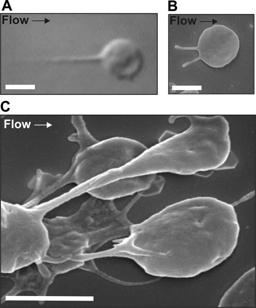 Figure 2. Formation of membrane tethers in vitro. Washed platelets (150 × 106/mL) reconstituted with RBCs were perfused through microcapillary tubes coated with VWF (10 μg/mL) at 1800 s−1. (A) DIC image and (B) SEM image of a single platelet forming membrane tethers with immobilized VWF. (C) SEM image of a forming discoid platelet aggregate. This image demonstrates that the adhesion contacts between aggregating platelets are mediated by membrane tethers. Platelets were fixed at 120 seconds and processed for SEM imaging as described in “Scanning electron microscopy.” Scale bar = 2 μm.