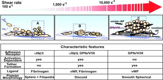 Figure 7. Model of platelet aggregation at various shear rates. (A) Platelet aggregation at shear rates below approximately 1000 s−1 is predominantly dependent on the activation of integrin αIIbβ3 receptors and the presence of its ligand fibrinogen. (B) At shear rates up to about 10 000 s−1 platelet aggregation is a 2-stage process. Platelets are initially captured to a growing aggregate via the GPIb/V/IX and integrin αIIbβ3 receptors binding to VWF and fibrinogen present at the aggregate surface. The formation of membrane tethers gives a mechanical advantage to adhesive bonds by reducing the level of force exerted on them.17,53 (C) At extreme shear rates well above 10 000 s−1 the aggregation of platelets is no longer dependent on the function of integrin αIIbβ3 receptors and tether formation. Instead, immobilized VWF combined with soluble multimeric VWF is capable of initiating large unstable aggregates of nonactivated platelets.12