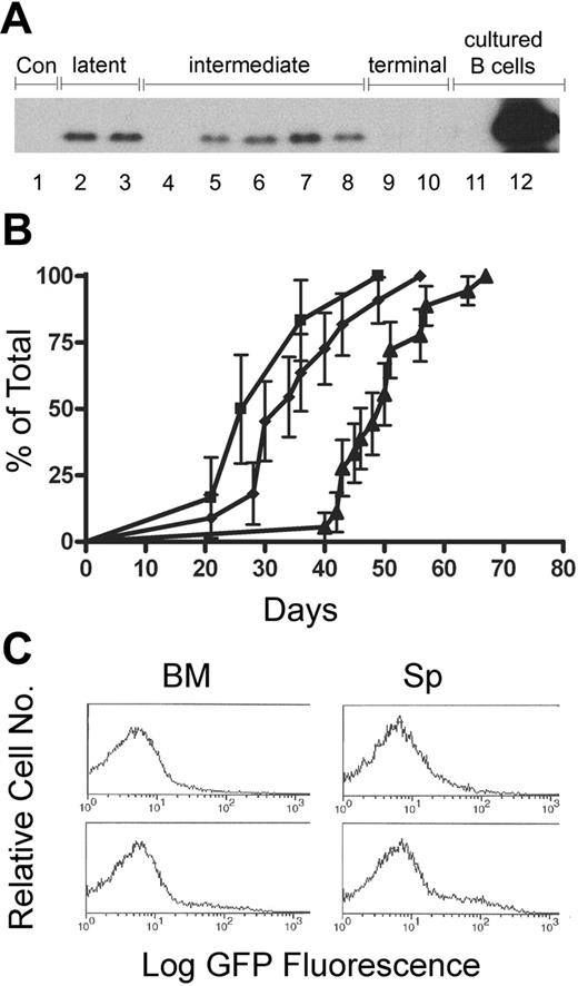 Figure 2. Analysis of p19Arf and Arf-Gfp reporter expression in Eμ-Myc transgenic mice. (A) Levels of p19Arf were determined in splenocytes from control (lane 1) and Eμ-Myc transgenic animals at the designated stages of disease (lanes 2-10). Cultured Arf-null (lane 11) and p53-null B cells (lane 12) served as controls. Whereas splenocytes from mice in the latent phase do not express GFP, significant proportions of splenocytes (more than 20%) expressed the Arf-Gfp allele at later stages of disease. The overall levels of p19Arf were diminished or absent in 4 of 5 intermediate-phase mice (lanes 4-8) and almost invariably absent in terminal-phase mice (2 examples of 22 mice are shown in lanes 9 and 10). (B) High-level expression of the Arf-Gfp allele was initially detected by FC analysis in a subset of peripheral white blood cells (▪) just prior to the development of lympholeukemia, as manifested by white blood cell counts of more than 30 × 109/L (30 000/μL) (♦). Animals that became moribund were killed approximately 2 weeks later (▴; terminal phase). Error bars indicate SD from the mean. (C) B220+ BM and Sp cells taken during the intermediate phase of disease from Eμ-Myc ArfGFP/GFP mice initially generated a subpopulation of cells that express high levels of the Arf-Gfp allele.