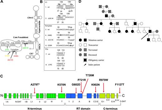 Figure 1. hTERT variant sequences and hTERC variants. . / (A) Schematic depiction of the predicted secondary structure of hTERC as proposed by Chen et al.2 The 11-base template sequence (rectangle) and other structural features are indicated, including the core pseudoknot, CR4-CR5, box H/ACA, and CR7 domains, and the hypervariable paired region. Naturally occurring sequence variations of hTERC are indicated in green for those identified in patients with AA, in red for those found in patients with DC, and in yellow for the G58A variant identified in both healthy individuals and patients. Thick black lines indicate nucleotide deletions. (B) Primary sequences located at the sites of the natural hTERC sequence variations. Nucleotide changes are indicated in boldface, and deletions are dashed or underlined. (C) Linear representation of the hTERT protein with the conserved regions (boxed) located throughout the N-terminal, RT, and C-terminal domains indicated. The disease-associated hTERT sequence variations are indicated in black, whereas the A279T variant that has also been identified in healthy individuals are shown with an asterisk. Note the 2 “DAT” domains (telomerase function that can dissociate from its enzymatic activity) located in both the N- and C-termini of the gene (ie, the N-DAT and C-DAT motifs). (D) Pedigree of a patient with the novel hTERT K570N mutation. The proband (V-11) is indicated with an arrow.