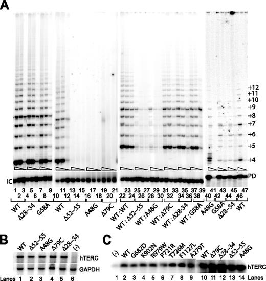 Figure 4. Telomerase enzymatic activity in VA13+hTERT cells expressing various hTERC natural variants. . / (A) Representative TRAP gels showing the relative telomerase enzymatic activities obtained from the hTERC variants either individually transfected (lanes 1-21) or cotransfected (lanes 22-39). Serial 5-fold dilutions of the transfected cell lysates (indicated by triangles) were assayed for each sample to ensure linearity of the assay. Lanes 40-47 indicate telomerase enzymatic activity reconstituted in vitro using the rabbit reticulocyte lysate as previously described.4 The smallest telomeric band (+4) represents the initial repeat of 4. Repeats shorter than 4 are not observed on the gel due to the length and design of the Cx-ext reverse primer used in the reaction. Primer dimer (PD) PCR products are also observed due to the partial complementarity of the Cx-ext reverse primer and the TS forward primer used in the assay. (B) Northern blot analysis of naturally occurring hTERC sequence variants expressed in transfected VA13+hTERT cells. Lane 6 shows RNA prepared from cells that were transfected with the pcDNA3.1 vector lacking the hTERC coding sequence. Cellular GAPDH mRNA (lower blot) was assayed in parallel using random-primed probe, which is specific to a specific region of the GAPDH gene. (C) Northern blotting analysis of affinity-enriched telomerase complexes assembled in vitro using full-length wild-type hTERC RNA with the selected hTERT sequences (lanes 2-9), or using the full-length wild-type hTERC or its mutant forms with a wild-type copy of the hTERT protein (lanes 10-14). Telomerase RNA-protein complexes were first assembled in the rabbit reticulocyte lysates. The negative control (lane 1) was a lysate that received no hTERT expression vector.