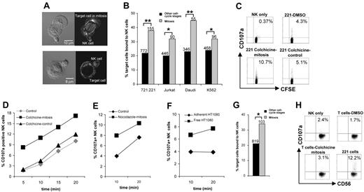 Figure 1. Evidence for increased surveillance of cells in mitosis by human NK cells. (A) Because no cell surface protein is known to be uniquely expressed during mitosis and flow cytometry using DNA dyes cannot specifically separate cells in mitosis, images of conjugates stained for α-tubulin were used to distinguish cells in mitosis (top row) from target cells in other stages of the cell cycle (bottom row). Micrographs show bright-field images (left column) and corresponding fluorescence images (right column) of NK cells (small cells) bound to target cells. (B) The percentage of various susceptible target cells bound by NK cells was assessed after 10 minutes of coincubation. Data from at least 3 independent experiments are shown, and the total numbers of cells indicated. (C-D) Target cells (721.221) were arrested in mitosis by incubation overnight with colchicine (▪) or treated with DMSO as a control (♦). Alternatively, 721.221 cells were treated with a higher concentration of colchicine for 1 hour to disrupt the cytoskeleton without arresting cells in mitosis (▴). Target cells were incubated with CFSE-labeled NK cells and the percentage of CD107a+ NK cells was determined by flow cytometry. (C) Representative flow cytometric dot plots after 10 minutes of coincubation. (D) Percentages of CD107a+ NK cells after different times of coincubation. (E) 721.221 target cells were arrested in mitosis by overnight incubation with nocodazole (▪) or the DMSO vehicle only, as a control (♦). Target cells were then incubated with NK cells, and the percentage of CD107a+ NK cells was determined by flow cytometry. (F) The fraction of HT1080 cells in mitosis was enriched using the shake-off method. The percentages of NK cells that were CD107a+ after incubation with free-floating HT1080 cells (containing ~40%-50% of cells in mitosis) or adherent HT1080 cells (in other stages of the cell cycle) were compared using flow cytometry. (G) The percent of autologous T cells bound by NK cells was assessed after 10 minutes of coincubation by imaging, as in panel B. (H) Autologous T cells were arrested in mitosis by overnight incubation with colchicine (~40% of cells in mitosis) or treated with DMSO as a control (3% of cells in mitosis). The percent of CD56+ NK cells that were CD107a+, that is, degranulated, was determined by flow cytometry after 1 hour of coincubation with T cells or positive control cells 721.221. (B,G) Data are from 3 independent experiments, and the total numbers of cells are indicated. (C-F,H) Representative data from 3 experiments are shown. *P <.05, **P <.005.