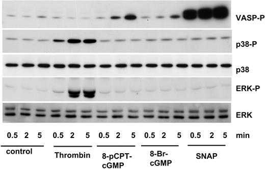 Figure 2. p38 and ERK are not activated by cGMP-dependent protein kinase (PKG). Washed human platelets were incubated with thrombin (0.01 U/mL), 8-pCPT-cGMP (200 μM), 8-Br-cGMP (200 μM), or SNAP (100 μM) for 0.5, 2, or 5 minutes, and analyzed for VASP (VASP-P Ser239), p38 (p38-P), and ERK (ERK-P) phosphorylation by Western blotting. p38 and ERK proteins served as loading control. The blots shown are representative of 3 individual experiments.
