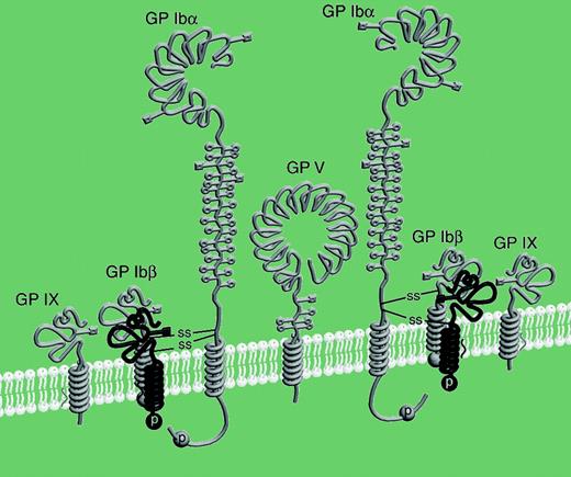 Schematic drawing of the GP Ib-IX-V complex with the revised stoichiometry. See the complete figure in the article beginning on page 603.