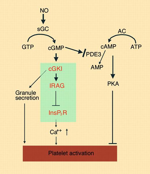 The NO/cGMP-mediated platelet signaling pathways. NO activates cGMP synthesis by sGC. cGMP induces activation of cGKI and inhibition of PDE3, which lead to stimulation or inhibition of platelet activation. The novel cGKI-dependent platelet inhibition mechanism described in this issue of Blood involves cGK phosphorylation of IRAG, which negatively regulates InsP3 receptor (InsP3R)–dependent calcium elevation, and thus causes inhibition of platelet activation. Illustration by Marie Dauenheimer.