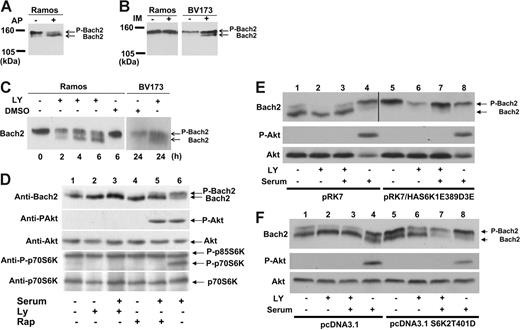 Figure 1. Bach2 is phosphorylated via the PI-3K/S6K pathway in vivo. (A) Lysates of Ramos cells were exposed (+) or not (-) to 20 units of alkaline phosphatase (AP) for 30 minutes. (B) BV173 and Ramos cells were exposed (+) or not (-) to 1 μM imatinib (IM) for 24 hours. (C) Ramos cells were either treated (+) or not (-) with 25 μM LY294002 (LY) or DMSO for the indicated time. BV173 cells were either treated (+) or not (-) with 50 μM LY or DMSO for 24 hours. (D) 3T3 cells were transiently transfected with pcDNA3.1Bach2. After serum starvation for 6 hours, the cells were either treated (+) or not (-) with 50 μM LY or 80 nM rapamycin (Rap) for 30 minutes and then stimulated (+) or not (-) with serum for 30 minutes. (E-F) 3T3 cells were transiently transfected with pcDNA3.1haBach2 together with pRK7, pRK7/HAS6K1E389D3E, pcDNA3.1, or pcDNA3.1S6K2T401D. After serum starvation for 6 hours, the cells were either treated (+) or not (-) with 50 μM LY for 30 minutes and then stimulated (+) or not (-) with serum for 30 minutes. (A-F) Total cell lysates were separated on SDS-PAGE and immunoblotted with a Bach2 monoclonal antibody, phospho-Akt (S473) (P-Akt), Akt, phosho-p70S6K (T389), or p70S6K antibodies. Phosphorylated (P-Bach2) and unphosphorylated Bach2 are indicated by the arrows. In panel E, the Bach2 strip for lanes 1 to 4 was taken from a 20-minute autoradiograph exposure and, for lanes 5 to 8, from a 5-minute exposure to compensate for different strengths of the Bach2 signal resulting from different efficiencies of cotransfection with the empty vector (pRK7) or the S6-K1 construct (pRK7/HAS6K1E389D3E). All images are representative of at least 3 independent experiments.