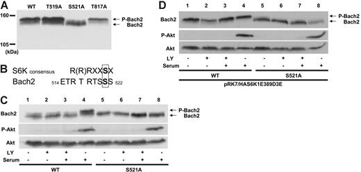 Figure 2. Bach2 is phosphorylated on S521 by the PI-3K/S6K pathway. (A) 3T3 cells were transfected with expression vectors expressing wild-type or mutants of Bach2. Total cell lysates were separated on 5% SDS-PAGE and immunoblotted with a Bach2 monoclonal antibody. (B) Comparison between the consensus aa sequence for S6K phosphorylation and Bach2 aa's 514 to 522. (C) 3T3 cells were transiently transfected with pcDNA3.1HABach2 (lanes 1 to 4) or pcDNA3.1HABach2S521A (lanes 5 to 8) and (D) were also cotransfected with pRK7/HAS6K1E389D3E. After serum starvation for 6 hours, the cells were either treated (+) or not (-) with 50 μM LY294002 (LY) for 30 minutes and then either stimulated (+) or not (-) with serum for 30 minutes. Total cell lysates were separated on SDS-PAGE and immunoblotted with a Bach2 monoclonal antibody, antiphospho-Akt (S473), or Akt antibodies. Phosphorylated (P-Bach2) and unphosphorylated Bach2 are indicated by the arrows. All images are representative of at least 3 independent experiments.