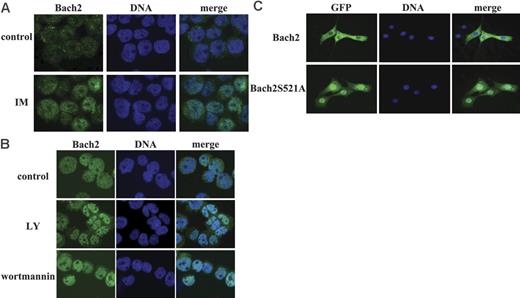 Figure 3. The subcellular localization of Bach2 is regulated by the PI-3K/S6K pathway. Representative images of Bach2 (left panels), DNA (middle panels), and merged images (right panels) are shown for each experiment. (A) BV173 cells were either exposed or not (control) to 10 μM imatinib (IM) for 24 hours. (B) Namalwa cells were untreated (control) or treated with 100 μM LY294002 (LY) or 1 μM wortmannin for 2 hours. (A-B) Cells were fixed and immunostained with anti-Bach2 polyclonal antibody and Hoechst 33342, the coverslips were mounted in DAPI-containing Vectashield (Vector Labs, Burlingame, CA), and the slides were observed under a 40×/1.0 NA oil objective through a Zeiss LSM510 confocal laser scanning microscope. (C) 3T3 cells were transiently transfected with pEGFPBach2 or pEGFPBach2S521A. The coverslips were mounted in DAPI-containing Vectashield, and the slides were examined under a 40×/1.0 NA oil objective through an Olympus BX-41 fluorescence microscope (Olympus, Tokyo, Japan). Images were captured using an Orca AG digital camera (Hamamatsu Photonics UK, Hertfordshire, United Kingdom) and Smartcapture X software (Digital Scientific, Cambridge, United Kingdom) and were processed with Adobe Photoshop CS (Adobe Systems, San Jose, CA).