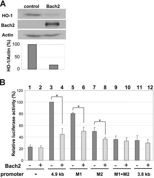 Figure 6. Bach2 regulates the HO-1 promoter. (A) 293T cells were transiently transfected with vectors encoding BACH2 or vehicle (control) and harvested after 2 days. Cell lysates were separated on 10% SDS-PAGE and immunoblotted with anti–HO-1, anti-Bach2, and antiactin antibodies. The bar graph shows the densitometry of the bands indicating the HO-1/actin ratio. The image is representative of 4 independent experiments. (B) Jurkat cells were transiently transfected with luciferase reporter constructs and plasmids containing vehicle (-), 4.9 kb HO-1 promoter (4.9 kb), MARE mutant M1, mutant M2, both M1+M2 site mutants, and 3.8 kb promoter region (3.8 kb) devoid of MARE sites, together with Bach2 expression vector (+) or vehicle (-). Luciferase activity was examined after 24 hours and measured as luciferase–Renilla luciferase activity ratio. The results are the mean ± standard deviation of 3 independent experiments, each carried out in duplicate. *Differences in activity of the indicated assays in the presence or absence of Bach2 are statistically significant according to the Mann-Whitney U test (P < .05).