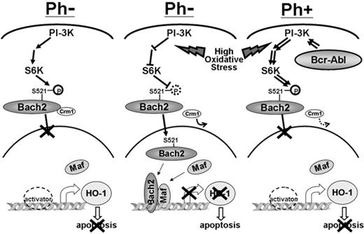 Figure 7. A model for the effect of Bach2 subcellular localization in BCR-ABL–positive (Ph+) and –negative (Ph−) cells. In normal conditions, Bach2 is phosphorylated via the PI-3K/S6K pathway and retained in the cytoplasm (left). Under intensive oxidative stress, the signal for Bach2 phosphorylation and the Crm1-dependent nuclear export is abolished; it migrates to the nucleus and inhibits HO-1 transcription, resulting in induction of apoptosis in Ph-negative cells (middle). In contrast, Bcr-Abl constitutively phosphorylates Bach2 via the PI-3K/S6K pathway, preventing its nuclear translocation in response to oxidative stress, allowing Ph-positive cells to survive even if carrying damaged DNA as a consequence of the mutagenic stimulus (right).
