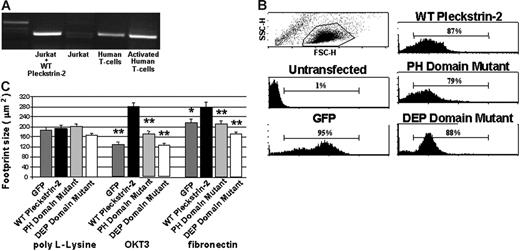 Figure 2. Expression of pleckstrin-2 in Jurkat cells increases cell spreading upon stimulation of cell-surface receptors. (A) RT-PCR products using primers to pleckstrin-2 were derived from Jurkat cells and human T cells and analyzed by agarose electrophoresis. Lane 1, 1 kb ladder; lane 2, Jurkat cells transfected with wild-type (WT) pleckstrin-2; lane 3, untransfected Jurkat cells; lane 4, resting primary human T cells; lane 5, human T cells activated with antibodies to CD3 and CD28. (B) Flow cytometry was performed on Jurkat cells transfected with plasmids that direct the expression of GFP (GFP), GFP fused to the amino-terminus of pleckstrin-2 (WT pleckstrin-2), or GFP fused to the amino-terminus of pleckstrin-2 containing point mutations in both PH domains, N13 N14 N256 (PH domain mutant), or in the DEP domain, N156 N157 N166 (DEP domain mutant). (C) Jurkat cells expressing GFP alone, WT pleckstrin-2, the PH domain mutant, or the DEP domain mutant were plated on either poly-L-Lysine, OKT3, or fibronectin. Images were captured and cell-footprint size was quantified using IP Lab imaging software. Shown is the mean ± SEM of 3 independent experiments. The paired Student t test was performed of the transfectants compared with WT pleckstrin-2 on each matrix. *P < .05; **P < .005.