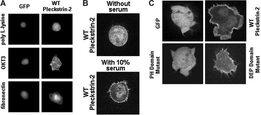 Figure 3. Expression of pleckstrin-2 in Jurkat cells localizes to the cellular membrane upon stimulation of cell-surface receptors and enhances lamellipodia formation. (A) Jurkat cells expressing GFP alone or GFP-labeled pleckstrin-2 variants were plated upon OKT3 or fibronectin. This figure shows that WT pleckstrin-2 associates with the cell membrane when cells are plated upon OKT3 or fibronectin. Images were captured at ×40 magnification using IP Lab imaging software. (B) Jurkat cells expressing GFP fused to the amino-terminus of wild-type pleckstrin-2 were plated on fibronectin. Real-time confocal imaging of live cells was performed. Shown is a cell expressing pleckstrin-2 before and after addition of 10% FBS. This figure shows that wild-type pleckstrin-2 associates with the membrane and membrane projections rapidly (about 30 seconds) with the addition of serum. Images were captured using an UtraVIEW-LCI confocal scanner at ×100 magnification. (C) Jurkat cells expressing GFP alone or GFP-labeled pleckstrin-2 variants were plated on OKT3. This figure demonstrates that membrane localization is dependent on the pleckstrin-2 PH domains. Similar to WT pleckstrin-2, the DEP domain mutant associates with the cell membrane upon stimulation by the T-cell receptor–activating antibody but does not form membrane ruffles. Images were captured using an UtraVIEW-LCI confocal scanner at × 100 magnification.