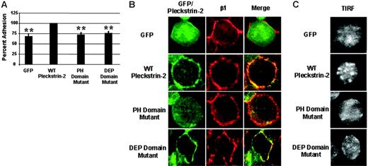 Figure 5. Expression of pleckstrin-2 in Jurkat cells stimulates clustering of α4β1 and enhances adhesion to fibronectin. (A) Jurkat cells expressing GFP alone, WT pleckstrin-2, the PH domain mutant, or the DEP domain mutant were plated on fibronectin. Jurkat-cell adhesion was quantitated by measuring the activity of acid phosphatase 32. Shown is the mean ± SEM of 6 independent experiments. The paired Student t test was performed of the transfectants compared with WT pleckstrin-2. *P < .005 (B) GFP-fused pleckstrin-2 constructs (green) were plated on fibronectin, fixed, stained with a monoclonal antibody to the integrin β1 subunit (red), and analyzed by indirect immunofluorescence. The merger of the red and green fluorescence to yellow demonstrates that pleckstrin-2 colocalizes with β1. Simultaneous mutations in both PH domains prevented pleckstrin-2 from colocalizing with β1. Images were captured using an UtraVIEW-LCI confocal scanner at ×100 magnification. Data shown are representative of 3 independent experiments. (C) The same GFP-fused pleckstrin-2 constructs, stained with a monoclonal antibody to the integrin β1 subunit, were plated on fibronectin and analyzed using total internal reflection fluorescence (TIRF). Cells transfected with WT pleckstrin-2 demonstrate enhanced β1 clustering at the point of adhesion to fibronectin. Images were captured using a Hamamatsu digital camera and Metamorph software at × 60 magnification. Data shown are representative of 3 independent experiments.