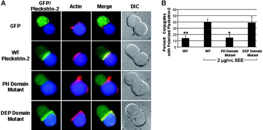 Figure 7. Pleckstrin-2 colocalizes with F-actin at the immune synapse. (A) Conjugates were formed between SEE-pulsed Raji B cells stained with CMAC-7 (blue) and Jurkat T cells transfected with the various GFP-fused pleckstrin-2 constructs (green). The fixed conjugates were then stained with rhodamine-phalloidin (red) to label F-actin and analyzed by indirect immunofluorescence at 63× magnification. The merger of the red and green fluorescence to yellow demonstrates that pleckstrin-2 colocalizes with actin at the immune synapse. Simultaneous mutations in both PH domains prevented pleckstrin-2 from colocalizing with actin. Note that the cells are plated on poly-L-lysine and do not demonstrate membrane localization of pleckstrin-2. Data shown are from 1 representative experiment of 3 independent experiments. (B) Colocalization of pleckstrin-2 and actin was quantified by randomly selecting conjugates containing a green T cell contacting a blue B cell. Shown is the mean ± standard deviation of 3 independent experiments. The paired Student t test was performed of WT without SEE stimulation or the pleckstin-2 mutants compared with WT pleckstrin-2. *P < .05; **P < .005.