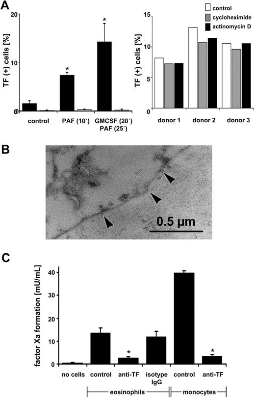 Figure 4. Surface TF exposure in response to eosinophil stimulation. (A) TF exposure elicited by GM-CSF/PAF. Left-hand panel: TF presentation on the surface of eosinophils was determined by flow cytometry using an FITC-labeled anti-TF antibody (▪). In parallel, the FITC-labeled control antibody was used (□). Activation of the eosinophils for the indicated time periods was performed by PAF alone (10 μM) or by GM-CSF (50 ng/mL) plus PAF. Means ± SEM, n = 4. *P < .05 (versus control). Right-hand panel: Contribution of de novo synthesized protein to TF exposure. Isolated eosinophils of 3 different donors were preincubated with cycloheximide or actinomycin D (both at 10 μg/mL; 30 minutes) and then stimulated for 45 minutes with GM-CSF/PAF. No statistically significant differences were seen between the mean values. (B) TF exposure in degranulating eosinophils as detected by immunoelectron microscopy. (C) Procoagulant activity of isolated eosinophils. Eosinophils activated by GM-CSF/PAF were lysed by freezing and thawing as described previously.30 In parallel, lysed monocytes previously activated with LPS were analyzed. The anti-TF antibody and isotype control IgG were present at 10 μg/mL. No cells indicates presence of coagulation factor concentrate alone. Means ± SEM, n = 4. *P < .05 (versus control of respective cell).