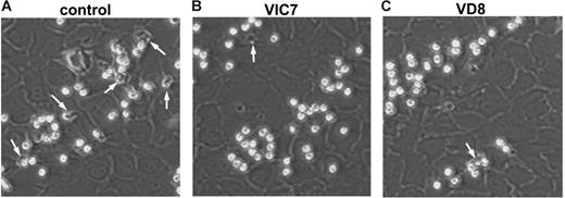 Figure 5. Differential effects of anti-TF antibodies on eosinophil accumulation and transmigration under flow conditions. Endothelial cells treated for 24 hours with 20 ng/mL IL-4 (20 ng/mL) were assembled into the flow chamber, and freshly isolated eosinophils (5 × 105/mL) were perfused over the monolayer at 2 dyn/cm2 for 4 minutes. In some experiments, the endothelial cells and eosinophils were pretreated for 15 minutes with VIC7 or VD8 (10 μg/mL). Representative images of eosinophils bound to IL-4–treated endothelial cells in (A) control, (B) VIC7, and (C) VD8 are shown at ×200 magnification. Transmigrated cells are indicated with white arrows. Data are representative of at least 3 independent experiments.