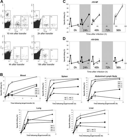 Figure 6. CTL killing capacity is acquired between 24 and 48 hours after stimulation. F5 Rag−/− splenocytes were transferred by intravenous injection into C57BL/6 mice that were infected 24 hours later with recombinant vaccinia virus expressing NP366-374. In vivo cytotoxicity assays were performed using C57BL/6 splenocytes labeled with CFSE or CTO and coated with NP366-374 (R4: high concentration CFSE), PA224-233 (R3: low concentration CFSE), or medium alone (R2: CTO). Blood samples were taken 10 minutes, and 2, 4, and 18 hours following transfer of targets and the resulting lymphocytes analyzed using FACS. Spleen, abdominal lymph node, liver, and lung samples were taken at 2, 4, and 19 hours after transfer. Loss of NP366-pulsed CFSEhi cells was attributed to antigen-specific CTL lysis. Killing capacity was assessed in mice at 0, 24, 48, and 96 hours after infection. (A) Representative FACS plots of cytotoxicity assays at 96 hours after infection are shown. (B) Specific loss of NP366-pulsed target cells at each sampling time following injection of target cells in each compartment was calculated using the formula: 1 − (% NP366 pulsed/% PA224 pulsed) × 100. Graphs represent data from at least 3 mice with standard error shown. (C) Rate of specific killing over the period between each sampling point was calculated using the formula: 1− (% NP366 pulsed at assay time point/% PA224 pulsed at assay time point)/(% NP366 pulsed at previous assay time point/% PA224 pulsed at previous assay time point) × 100. The results are plotted on a timeline from the time of infection, with the results of each assay in their relative position. Graphs represent data from at least 3 mice used in each cytotoxicity assay with standard error shown. (D) Rates of specific killing were calculated as described for control animals infected with recombinant vaccinia expressing the OVA peptide.