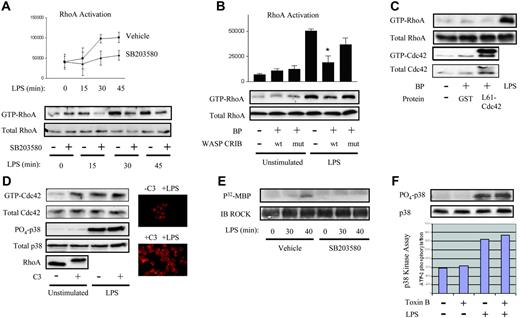 Figure 1. LPS activates RhoA through a p38- and Cdc42-dependent pathway. (A) Human PMNs were preincubated with 10 μM SB203580 or 0.1% DMSO vehicle, treated with LPS for the indicated times, and lysates assayed for RhoA activation.26 Active RhoA was quantified by densitometry and plotted (P < .05 by 2-way ANOVA for SB203580 versus vehicle). (B) PMNs were transduced using BioPORTER (BP) reagent with wild-type WASP-CRIB or mutant non-Cdc42 binding WASP-CRIB,24 LPS-exposed (20 minutes), and then assayed for RhoA activation. Active RhoA was quantified by densitometry and plotted (*P < .001 for LPS/wt WASP-CRIB versus LPS/−). (A-B) Error bars represent SE. (C) PMNs were untreated or transduced with either GST (control) or L61Cdc42 and then assayed for RhoA and Cdc42 activation. LPS was used as a positive control. (D) PMNs were treated with buffer or C3 transferase (20 μg/mL, 37°C, 4 hours) and assayed for Cdc42 activation.27 Lysates were also probed with rabbit anti-Cdc42, -PO4-p38, p38, and -RhoA antibodies. C3- and buffer-treated PMNs were treated with LPS (37°C, 45 minutes), stained with rhodamine-phalloidin, and imaged under × 60 objective.30 Image intensity was enhanced on C3-treated PMNs to facilitate comparisons of morphology. (E) Human PMNs treated as in panel A were lysed, and the activity of immunoprecipitated ROCKα was tested.28 (F) PMNs were pretreated with 500 ng/mL Clostridium difficile toxin B or buffer (90 minutes), exposed to LPS (30 minutes), lysed, and immunoblotted for PO4-p38 and total p38. Under the same conditions, p38 kinase activity was assayed.8 All panels are representative of 3 or more independent experiments.