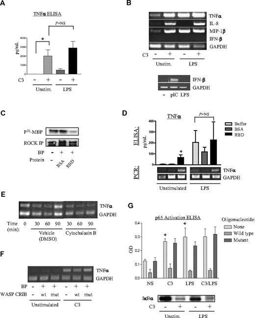 Figure 3. RhoA negatively regulates TNFα induction in the PMN. (A) PMNs were left untreated or treated with 20 μg/mL C3 transferase (37°C, 4 hours) and then exposed either to media or to LPS (2 hours). Supernatants were tested by ELISA for TNFα protein. (*P < .05). (B) PMNs were untreated or treated with C3 transferase, exposed to buffer or LPS (1 hour) and then analyzed by RT-PCR. PMNs were also exposed to either poly-inosine/cytidine (pIC) or LPS (4 hours) and analyzed for IFN-β and GAPDH expression. The gels shown are representative of 3 experiments. (C) PMNs were left untreated or transduced with BSA or Rhotekin-RBD (25°C, 2 hours) using BioPORTER (BP). ROCKα was immunoprecipitated, and its kinase activity was assayed.28 (D) PMNs were left untreated or transduced with BSA or Rhotekin-RBD (10 μg/mL, 25°C, 2 hours) using BP. Cells were then either left untreated or exposed to LPS (2 hours). Supernatants were analyzed by ELISA for TNFα protein (*P < .05 compared with buffer/unstimulated) and analyzed by RT-PCR. The gel shown is representative of 3 experiments. (E) PMNs were left untreated or exposed to 0.1% DMSO vehicle or 5 μg/mL cytochalasin B and analyzed by RT-PCR. The gel shown is representative of 4 experiments. (F) PMNs were either left untreated or transduced with wild-type or mutant WASP-CRIB and then exposed to C3 transferase (20 μg/mL, 4 hours). Lysates were analyzed by RT-PCR for TNFα and GAPDH. The gel shown is representative of 3 separate experiments. (G) PMNs were treated with buffer or C3 as in panel B and then with buffer or LPS (25 minutes). Cell sonicates were assayed for p65 activation (*P < .05 compared with NS/no oligo), and cytoplasmic fractions were immunoblotted for anti-IκBα. A representative immunoblot of 3 is shown. PCR gels are representative of 4 independent experiments. (A, D, G) Error bars represent SE.