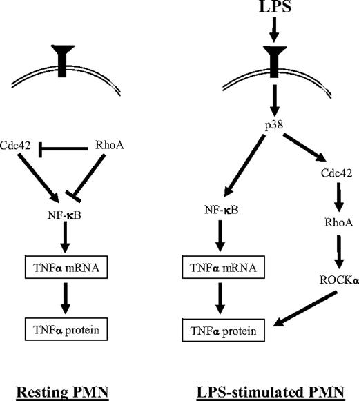 Figure 5. A proposed scheme for regulation of TNFα induction in the LPS-stimulated human PMN. (Left) In the resting cell, RhoA suppresses NF-κB activation and TNFα expression. This may occur through its inhibition of Cdc42 and possibly also through a Cdc42-independent mechanism. RhoA activity in the resting PMN is p38- and Cdc42-independent. (Right) In the LPS-stimulated PMN, we have previously reported that p38 is activated8 and promotes the activation of NF-κB8 and Cdc42.30 LPS-activated Cdc42 regulates RhoA activation. Downstream of RhoA, ROCKα is activated and promotes TNFα protein expression. LPS-activated p38 and Cdc42 may regulate TNFα protein through ROCKα, but ROCKα-independent pathways are also possible (not shown).