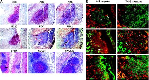 Figure 2. Cellular composition of lymphoid aggregates in the stomach mucosa of CCR7−/− mice. (A) The cellular composition of aggregated structures was assessed by immunohistochemical staining of paraffin or frozen sections. Consecutive sections were stained in red with antibodies against CD3, CD4, CD8, B220, FDC (indicated by an arrow), PNAd (indicated by an arrow), BrdU (indicated by an arrow), CCL21, or CXCL13. Original magnification, ×200 (with the exception of anti-BrdU, ×100). Representative sections are shown (> 60 sections obtained from 6 mice). (B) Frozen sections of aggregated structures were stained with anti-B220 (in green) and anti-CD3 (in red), and with anti-CD11c antibody (in red or green as indicated; representative CD11c+ cells are indicated by an arrow). Original magnification, ×200. Representative sections for each age group are shown (n = 3 mice for each group).