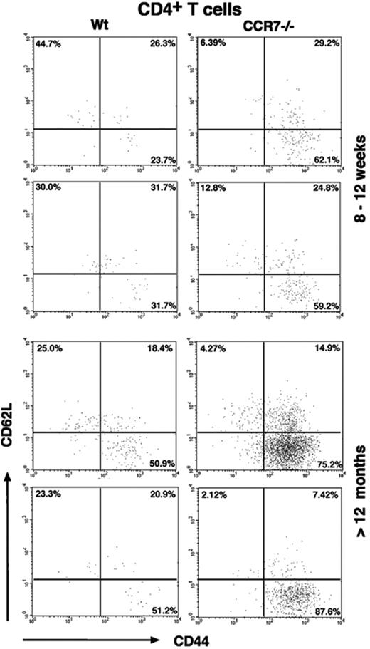 Figure 3. CCR7-deficient mice show an age-dependent increase in mucosal CD4+ T lymphocytes predominantly of the CD44hiCD62Llo CD4+ TEM subtype. Flow cytometric analysis of CD4+-gated lymphocytes recovered from the mucosal tissue of the stomach of CCR7−/− compared with those of wt mice. Numbers indicate the percentages of CD44loCD62Lhi naive CD4+ T cells (top left quadrant), CD44hi/medCD62Lhi/med CD4+ TCM cells (top right quadrant), or CD44hiCD62Llo CD4+ TEM cells (bottom right quadrant). Data are from 2 representative wt and CCR7−/− mice of 3 to 5 mice per group.