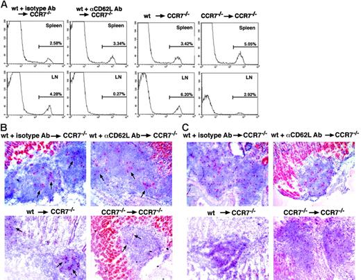 Figure 4. Aberrant lymphoid aggregates of the stomach support recirculation of naive lymphocytes independently of CD62L expression. Biotinylated splenocytes (2-3 × 107) derived from wt or CCR7−/− mice were adoptively transferred without or together with anti-CD62L or IgG2a antibody (Ab) (as indicated) into adult CCR7−/− mice. Spleens and the draining iLNs contained biotinylated wt cells (transferred with or without IgG2a Ab) 3 hours (data not shown), 24 hours (A-B), and 5 days (C) after injection, as assessed by staining with Streptavidin-AP in red and flow cytometric analysis (A; representative FACS analyses for 3 to 5 experiments are shown). Comparable numbers of biotinylated wt cells ± IgG2a Ab, CCR7−/−, and wt cells + anti-CD62L Ab were found in the spleens, but significantly less CCR7−/− and wt cells + anti-CD62L Ab than wt cells ± IgG2a Ab could be retrieved from the draining LNs (A). Homing of biotinylated wt cells ± IgG2a Ab (red) in follicular aggregates in CCR7−/− mice was seen at all time points analyzed here (B; marked by arrows). CCR7−/− cells were observed at a significantly lower frequency at 3 hours (data not shown) and 24 hours (B; marked by arrows) after injection, whereas wt cells + anti-CD62L Ab were found in comparable numbers than were wt cells ± IgG2a Ab at 24 hours (B; marked by arrows) after injection. At 5 days after injection follicular aggregates contained comparable numbers of transferred biotinylated CCR7−/−, wt ± IgG2a antibody, and wt cells + anti-CD62L Ab (C) as visualized by Streptavidin-AP reactivity and HE-counterstaining in frozen sections. Original magnification, ×200. Data are representative of 3 to 5 mice in each group (B-C).
