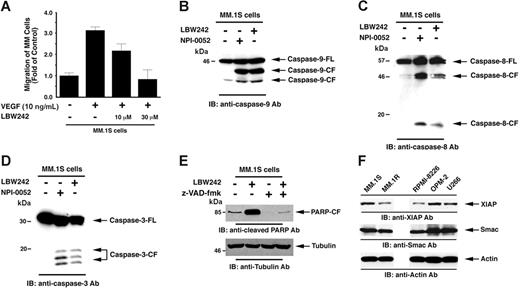 Figure 5. LBW242-induced signal transduction in MM cells. (A) LBW242 inhibits VEGF-induced migration of MM cells. Growth factor–deprived MM.1S cells were either pretreated with indicated concentrations of LBW242 or left untreated. Cells were then plated on a fibronectin-coated polycarbonate membrane in a modified Boyden chamber and exposed for 4 hours to VEGF (5 ng/mL) in the lower chamber. Cells on the lower part of the membrane were then counted with a Coulter counter ZBII (mean ± SD; n = 2). (B-D) LBW242 induces both extrinsic and intrinsic apoptotic signaling MM.1S cells were treated with LBW242 (10 μM) for 48 hours or NPI-0052 (7 nM) for 24 hours and harvested; the total protein extracts were subjected to immunoblot analysis with anti–caspase-9 (B), caspase-8 (C), or caspase-3 (D) Abs. Lysates from NPI-0052–treated MM.1S MM cells served a positive control. (E) MM.1S cells were treated with LBW242 in the presence or absence of z-VAD-fmk for 24 hours and harvested; total protein extracts were subjected to immunoblot analysis with anticleaved PARP Abs. (F) Total protein lysates from MM.1S, MM.1R, RPMI-8226, OPM2, and U266 MM cells were subjected to immunoblot analysis with anti-XIAP (top panel), anti-Smac (middle panel), or antiactin (bottom panel) Abs.