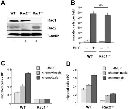 Figure 1. The loss of Rac1 activity leads to impaired neutrophil transmigration. Neutrophils were derived from WT, Rac1−/−, or Rac2−/− bone marrow cells. (A) Rac protein expression analyzed by immunoblot using antibodies specific for Rac1 or Rac2. (B) Neutrophil migration was analyzed using Boyden chamber assay in response to 1 μM fMLP. The result represents the number of migrated cells per field. (C-D) Neutrophil migration using transwell coated with fibrinogen. Migration was evaluated without fMLP or in uniform concentration or in a gradient of 10 μM fMLP. The histogram represents the total number of migrated neutrophils recovered from the bottom well, mean ± SD, representative experiment in triplicate from 3 independent experiments.