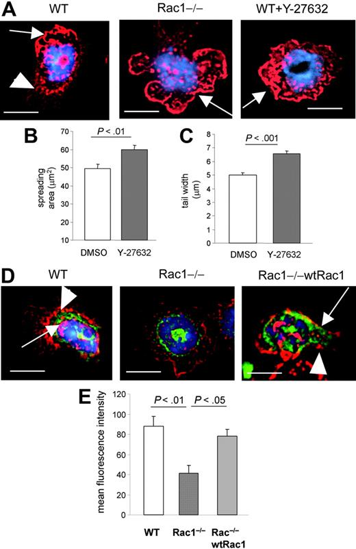Figure 3. The loss of Rac1 activity leads to defective RhoA subcellular localization. (A) Effect of ROCK inhibition on F-actin structure of WT neutrophils. WT cells, pretreated with the ROCK inhibitor Y-27632, were stimulated and stained with rhodamine-phalloidin and mounted with reagent containing DAPI for nucleus, as in Figure 2, and F-actin structure (in red) was compared with WT and Rac1−/− neutrophils. The nucleus is visualized in blue. The arrows point out the leading edge. The arrowheads point out the uropod in WT cells. Note the presence of narrow lamellipodia and uropod formation in WT cells, whereas cells treated with Y-27632 or Rac1−/− cells display a large lamellipodia without uropod formation. (B) Spreading area. (C) Width of the uropod. (D) WT, Rac1−/−, and Rac1−/− (wtRac1) polymorphonuclear neutrophils (PMNs) expressing EGFP-RhoA (in green) were stimulated and stained as above. Arrows point out EGFP-RhoA. Arrowheads point out the tail. Note the presence of RhoA in the uropod of WT cells and Rac1−/− (wtRac1) cells, whereas RhoA remained in a perinuclear domain in Rac1−/− neutrophils. (E) EGFP-RhoA in the tail. Fluorescent intensity of EGFP-RhoA in the tail was measured in arbitrary units. Representative images from at least 2 independent experiments, scale bar = 5 μm. Results show mean ± SEM.