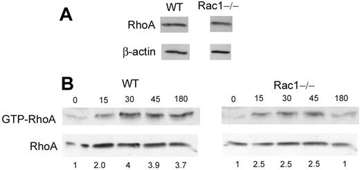 Figure 4. The loss of Rac1 activity leads to impaired RhoA activity. (A) RhoA expression in WT and Rac1−/− PMNs by immunoblot. (B) WT and Rac1−/− PMNs were stimulated with fMLP at the indicated time (second) and subjected to the “pull down” assay for RhoA activity which consists of using the binding domain of the RhoA effector rhotekine which binds RhoA only in the GTP-bound activated form. The amount of RhoA visualized by immunoblot represents the amount of GTP bound. Total cell lysis was analyzed for RhoA expression as loading control. The ratio between GTP-RhoA and total RhoA was analyzed by densitometry of the blot and is expressed in arbitrary units. The numbers represent fold-increased density compared with unstimulated cells. Representative blot from 3 independent experiments.