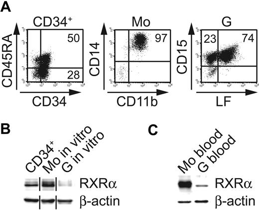Figure 1. Differential expression of RXRα by monocytes versus neutrophil granulocytes. (A) Representative phenotypic analysis of human CD34+ cells generated in serum-free 72-hour expansion cultures (left panel; FL, SCF, TPO) or after subsequent culture for 10 days in granulocyte conditions (right panel; G-CSF, SCF). Center diagram shows cells from monocyte cultures (M-CSF, IL-6, FL, SCF) after FACS sorting for CD11b and CD14. (B) Western blot analysis (RXRα or β-actin control) of in vitro–generated cells shown in panel A (ie, CD34+ cells after 72-hour expansion; Mo's or Gs). Different lanes from 1 blot were grouped. Data are representative of 5 experiments. (C) Western blot analysis (RXRα vs actin control) of more than 95% pure peripheral blood CD14+ Mo's or CD15+LF+ Gs. (B-C) Protein extracts were prepared using SDS loading dye (“Materials and methods”).