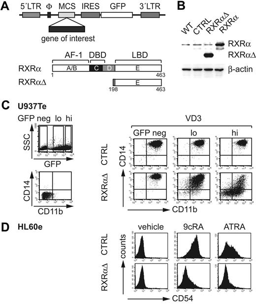 Figure 2. Retroviral expression of RXRα constructs. (A) Schematic representation of full-length wild-type RXRα and truncated RXRα (RXRαΔ) containing the ligand binding domain (LBD) lacking the 5′ AF-1 and DNA-binding domains (DBD). cDNAs were inserted into a retroviral backbone 5′ of an IRES-GFP cassette. (B) Western blot analysis of untransduced (WT) or gene-transduced U937Te cells. GFP+ cells were sorted prior to analysis (CTRL indicates empty control vector; RXRαΔ- or RXRα-encoding vectors). Protein extracts were prepared using cell lysis buffer (“Materials and methods”). (C) U937Te cells were transduced with RXRαΔ or empty control vector. After transduction (48 hours), cells were stimulated with VD3 (60 nM) for 48 hours and were then analyzed for GFP versus CD11b and CD14 surface expressions. GFPhi, GFPlo, and GFP− cells were separately gated and analyzed for CD11b versus CD14. (D) Representative FACS analysis of CD54 of gene-transduced GFPhi HL60e cells. HL60e cells were gene transduced with RXRαΔ or empty control vector (CTRL). After transduction (48 h), cells were stimulated with 9cRA (100 nM), ATRA (100 nM), or vehicle (0.001% DMSO). Data in panel B are representative of 2 experiments. Data in panels C and D are representative of 5 experiments.