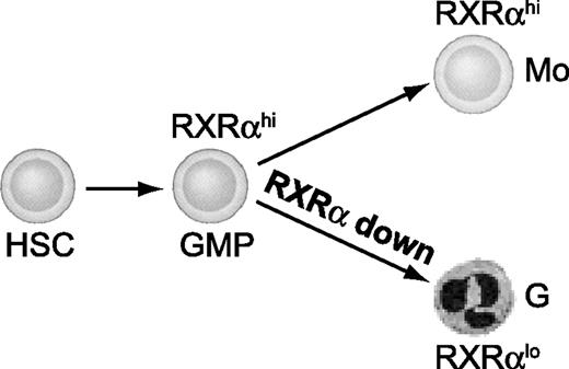 Figure 7. RXRα is down-regulated during neutrophil granulocyte differentiation. Myeloid progenitor cells show sustained high RXRα expression as they differentiate to monocytes. Conversely, RXRα is down-regulated concomitant with granulocyte differentiation. We here show that RXRα down-regulation is critically required for the development of neutrophils.