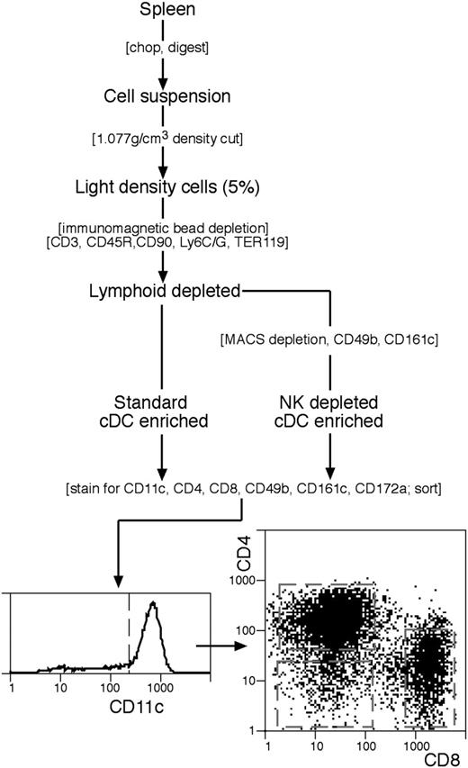 Figure 1. The procedure for isolating spleen cDC subtypes. A cDC-enriched preparation was prepared by either the standard procedure, or with an additional immunomagnetic particle depletion step to eliminate cells bearing NK cell markers. Final purification by flow cytometric cell sorting involved selection for CD11chi cDCs then sorting into CD4+8−, CD4−8− or CD4−8+ subtypes. Full details are in “Materials and methods.”
