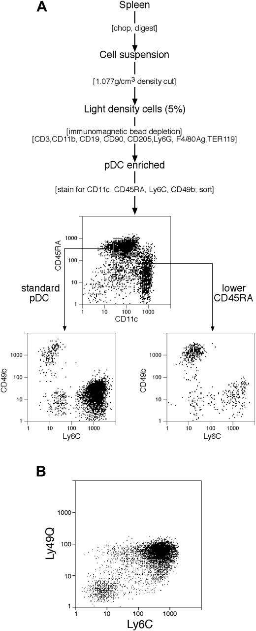 Figure 2. Subpopulations within pDC preparations. (A) The procedure for isolating pDCs and IKDCs. The initial steps were similar to those used for cDCs (Figure 1) except the immunomagnetic bead depletion mAb cocktail differed. No depletion of cells bearing NK cell markers was used. Rather, the pDCs were isolated by flow cytometric cell sorting (CD45RAhi CD11cint) and segregated into Ly6C+ and Ly6C− subsets, and the IKDCs were segregated as CD49b+ and CD11cint cells, either CD45RAhi or CD45RAint. Full details are in “Materials and methods.” (B) The correlation between Ly6C and Ly49Q expression by pDC preparations. pDCs were isolated as in panel A and gated on sorting as CD11cint CD45RAhi cells.