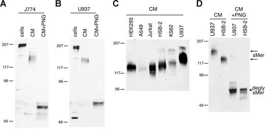 Figure 1. Mer extracellular domain is released into the medium of cultured cell lines. (A) J774 (mouse) or (B) U937 (human) monocytic cells were grown overnight in serum-free medium. CM was collected and concentrated 10-fold, cells were lysed, and a sample of each CM was deglycosylated with PNGase F. (C) Concentrated CM from overnight cultures of human cell lines. (D) Concentrated CM from HSB-2 and U937 cells untreated and digested with PNGase F. Cell lysates (cells), CM, and PNGase-digested medium (CM + PNG) were analyzed by SDS-PAGE and immunoblotting with antibodies against mouse (A) or human (B-D) Mer extracellular domain. Untreated sMer (sMer) and deglycosylated sMer (degly sMer) are indicated in panel D.