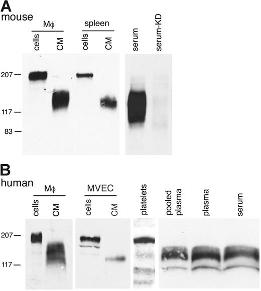 Figure 2. sMer is shed from primary cells in culture and is detected in mouse and human blood. (A) Elicited peritoneal macrophages and dissociated splenocytes from wild-type mice were cultured in serum-free DMEM for 7 hours. Cell lysates and conditioned medium from the macrophages and splenocytes, and 5 μL serum from wild-type mice or mice with the Mer gene disrupted (KD) were analyzed by SDS-PAGE and immunoblotting. (B) Human monocyte-derived macrophages (Μφ), MVECs, platelets, and plasma samples were examined for the presence of Mer by Western blotting. Cultured monocyte-derived macrophages and MVECs express 205- and 185-kDa Mer glycoform, respectively, and sMer was present in CM from these cells. A 165-kDa Mer protein was detected in pelleted platelets, and sMer extracellular domain proteins of 110 to 140 kDa were abundant in pooled plasma from healthy donors (George King Bio-Medical, Overland Park, KS) and in plasma from free-flowing blood (plasma), and subsequently after clotting, in serum from the same donor (serum).