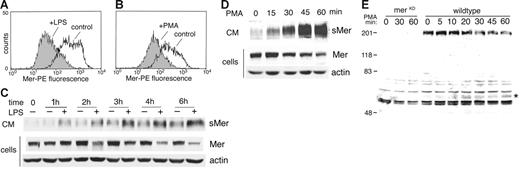 Figure 3. LPS or PMA stimulates release of Mer ectodomain. Surface expression of Mer on J774 cells treated with 50 ng/mL LPS for 4 hours (A) or treated with 50 nM PMA for 45 minutes (B) was evaluated by flow cytometry. Expression on untreated cells at each time point is shown for comparison. (C) J774 cells were incubated in serum-free medium with or without 50 ng/mL LPS or (D) treated with 50 nM PMA for the indicated times. Mer and actin present in cell lysates and sMer released into the medium at each time point were analyzed by immunoblotting. (E) The carboxyl-terminal portion of cleaved Mer remains cell-associated. Elicited peritoneal macrophages from MerKD or wild-type mice were cultured overnight, then placed in serum-free medium and treated with 100 ng/mL LPS for the indicated times. Cells were lysed, and proteins from equal numbers of cells were separated by SDS-PAGE and immunoblotted with an antibody against the C-terminus of Mer. Membrane-bound Mer receptor (200 kDa), which is absent from MerKD macrophages, decreases with time of LPS treatment. The C-terminal 60-kDa fragment of Mer that accumulates with LPS treatment is indicated by an asterisk.