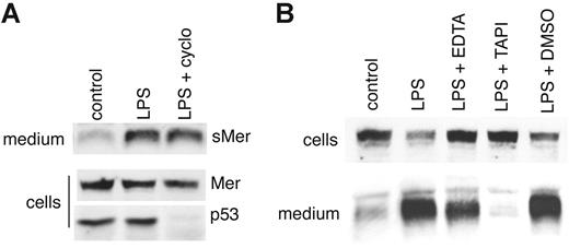 Figure 4. LPS-induced production of sMer is independent of protein synthesis and is blocked by metalloproteinase inhibitors. (A) A 6-cm plate of J774 cells was cultured in the presence of 10 μg/mL cycloheximide for 30 minutes, rinsed with serum-free medium, and then incubated in serum-free medium containing 10 μg/mL cycloheximide and 50 ng/mL LPS for 1 hour. Two additional untreated plates were incubated in serum-free medium with or without 50 ng/mL LPS for 1 hour. sMer released into the medium and Mer and p53 in cell lysates were monitored by Western blot. (B) J774 cells were treated with 50 ng/mL LPS to stimulate the cleavage of the Mer extracellular domain. EDTA (5 mM), 200 μM TAPI-0, or DMSO (vehicle used to dissolve TAPI) was added to cell cultures as indicated for 2 hours. Mer remaining in cells and sMer released into the medium after each treatment were detected by Western blot.