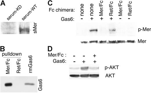 Figure 5. The soluble ectodomain of Mer binds to Gas6 and inhibits Gas6 signaling. (A) Gas6/Mer complexes in wild-type C57Bl/6 serum were detected by immunoprecipitating with a mouse anti-Gas6 antibody and by performing a Western blotting with an anti–mouse Mer antibody. The Gas6/Mer complexes were not observed in the control serum from C57Bl/6 MerKD mice. (B) A chimeric recombinant protein consisting of the mouse Mer extracellular domain fused to the Fc region of human IgG was incubated with recombinant mouse Gas6 (rmGas6). As a control for nonspecific binding, a parallel experiment was performed with a Ret receptor ectodomain/Fc chimera and mGas6. Complexes pulled down with protein G Sepharose beads were run on SDS-PAGE gels, and bound Gas6 was detected by immunoblotting with anti–mouse Gas6 antibody. Also shown is the input rmGas6. (C) J774 cells were starved in serum-free medium and then treated for 10 minutes with 200 nM mGas6 and 200 nM Mer/Fc or Ret/Fc as indicated. Cell lysates were analyzed for phospho-Mer and total Mer content. (D) J774 cells incubated with or without mGas6 and Mer/Fc as in panel C and phospho-AKT and total AKT were monitored.