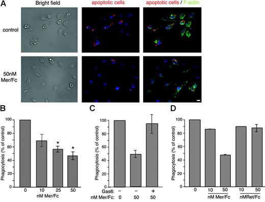 Figure 6. Mer/Fc inhibits apoptotic cell engulfment. (A) Fluorescence analysis of phalloidin-stained J774 cells (green) engulfing Cy3-labeled apoptotic Jurkat T cells (red) in the absence (top) or presence (bottom) of 50 nM Mer/Fc. DNA is stained with Hoechst and appears blue. Bar represents 10 μm. (B) In vitro engulfment assay using J774 macrophages incubated with apoptotic Jurkat T cells in the absence or presence of increasing doses of Mer/Fc protein (n = 3) or (C) Mer/Fc plus 10 nM rhGas6 (n = 2). (D) Engulfment by cells incubated with Mer/Fc or Ret/Fc control. Results are expressed as percent of untreated control and reflect the phagocytic index of the samples assayed. The phagocytic indices of untreated controls never fell below 25.5. *P < .001.
