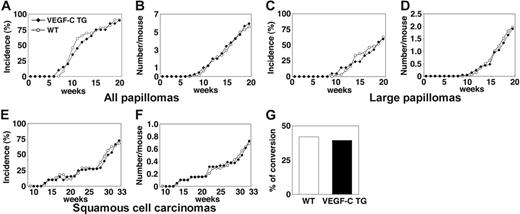 Figure 1. Transgenic overexpression of VEGF-C does not affect the number or frequency of papillomas and squamous-cell carcinomas that form in mice. (A) Incidence of skin papilloma formation, over time (weeks), in VEGF-C transgenic mice (n = 31; ▪), compared with control mice (n = 32; ○). Incidence is expressed as the percentage of mice with detectable papillomas (> 1 mm) during the 20 weeks of topical PMA application. (B) No significant increase in the frequency (average number of papillomas per mouse) of papilloma formation was observed in VEGF-C transgenic mice. (C-D) No differences were observed in incidence or number of large papillomas more than 3 mm that formed in VEGF-C transgenic mice, compared with control mice, over the 20-week period of carcinogen application. (E-F) When mice were observed for an extended time period (33 weeks), squamous-cell carcinomas (SCCs) developed in both control and VEGF-C transgenic mice with the same incidence and numbers. (G) A comparable percentage of large papillomas underwent malignant conversion into SCCs in VEGF-C transgenic mice and control mice.