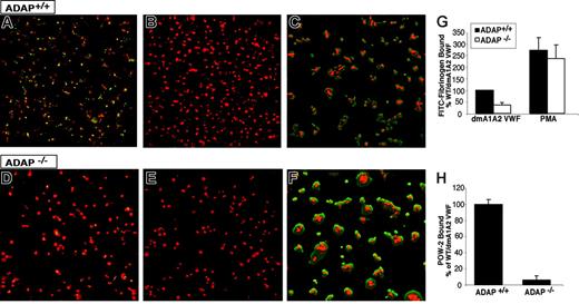 Figure 3. Integrin activation induced by GP Ib-IX-V. Washed platelets from ADAP+/+ (A-C) or ADAP−/− (D-F) mice were allowed to settle on dmA1A2 VWF. The activation state of αIIbβ3 was reported by the binding of soluble FITC-fibrinogen (green). A noninhibitory antibody to αIIbβ3 was used to view the cell outline (red). (A and D) Platelets were on dmA1A2 VWF in the presence of a cocktail of inhibitors against ADP and thromboxane A2. (B and E) As in panels A and D, with the addition of EDTA. (C and F) Platelets were on dmA1A2 VWF and activated with PMA without inhibitors. Results shown are representative of at least 3 experiments with similar results. (G-H) Quantification of specific, activation-dependent FITC-fibrinogen (G) or POW-2 Fab (H) binding to αIIbβ3 in response to GP Ib-IX-V ligation, as shown in panels A to F for FITC-fibrinogen. Results for ADAP−/− (white bars) are depicted as a percentage of the soluble ligand that is specifically bound by ADAP+/+ platelets (black bars) ± SEM. Data represent a summary of 4 experiments.