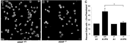 Figure 5. Cytoskeletal rearrangements in response to adhesion to dmA1A2 VWF and fibronectin under shear flow. Platelets were allowed to interact with dmA1A2 VWF alone or together with FN as described in Figure 4. Cells were fixed after 2 minutes of flow, stained for αIIb, imaged by deconvolution microscopy, and scored for filopodial extensions. (A) ADAP+/+ or (B) ADAP−/− platelets adherent on the combined A1A2 VWF/FN surface. Arrowheads illustrate filopodia, which were shorter and less numerous in panel B. (C) Quantitative representation of the percentage of cells with filopodial protrusions on dmA1A2 VWF alone or together with FN ± SEM (*P < .05). Results shown are the summary of 3 separate experiments.
